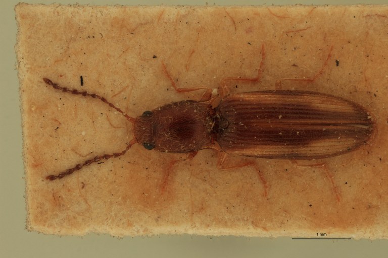 Betarmon sharpi T D.jpg