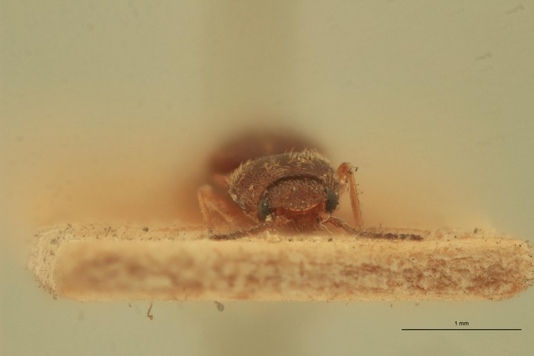 Betarmon sharpi T F.jpg