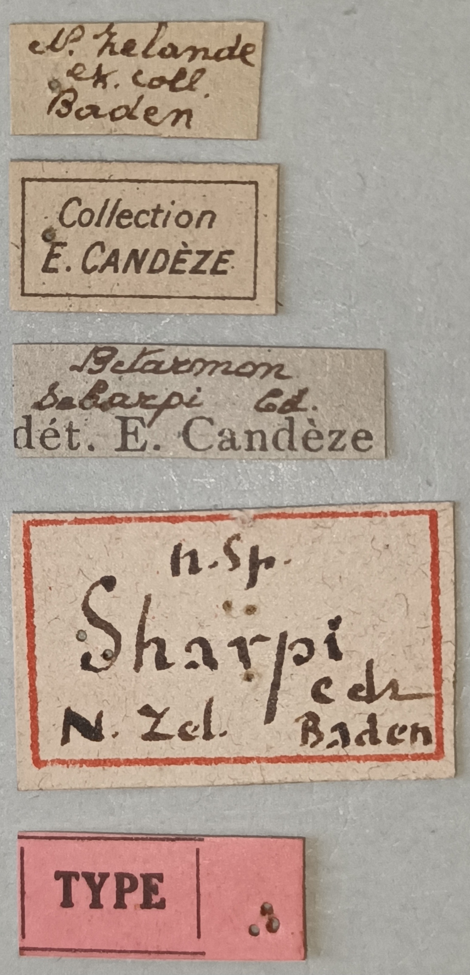 Betarmon sharpi T Labels.jpg