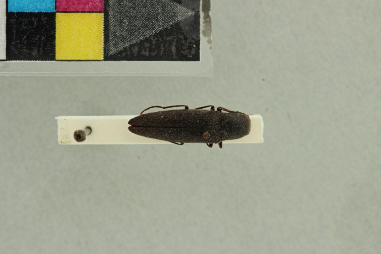 Cardiorhinus andicola T D.jpg