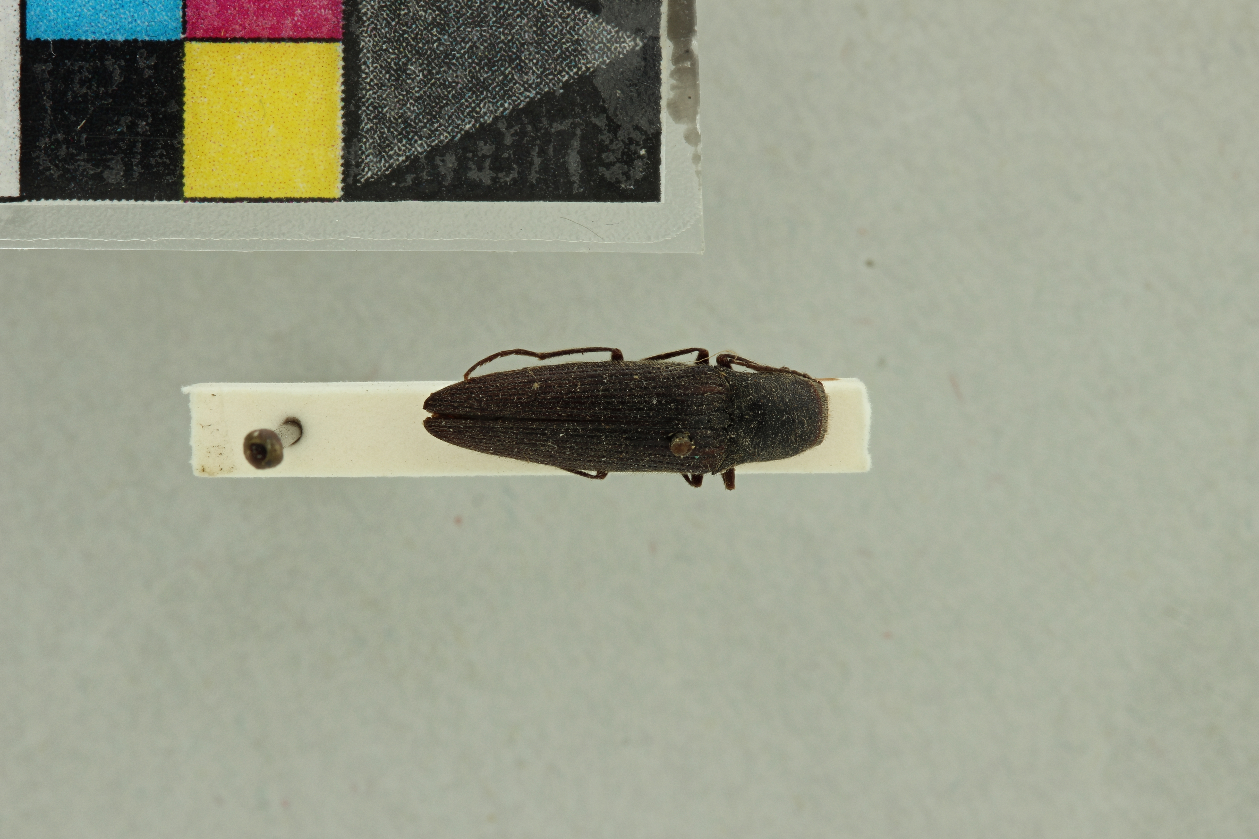 Cardiorhinus andicola T D.jpg