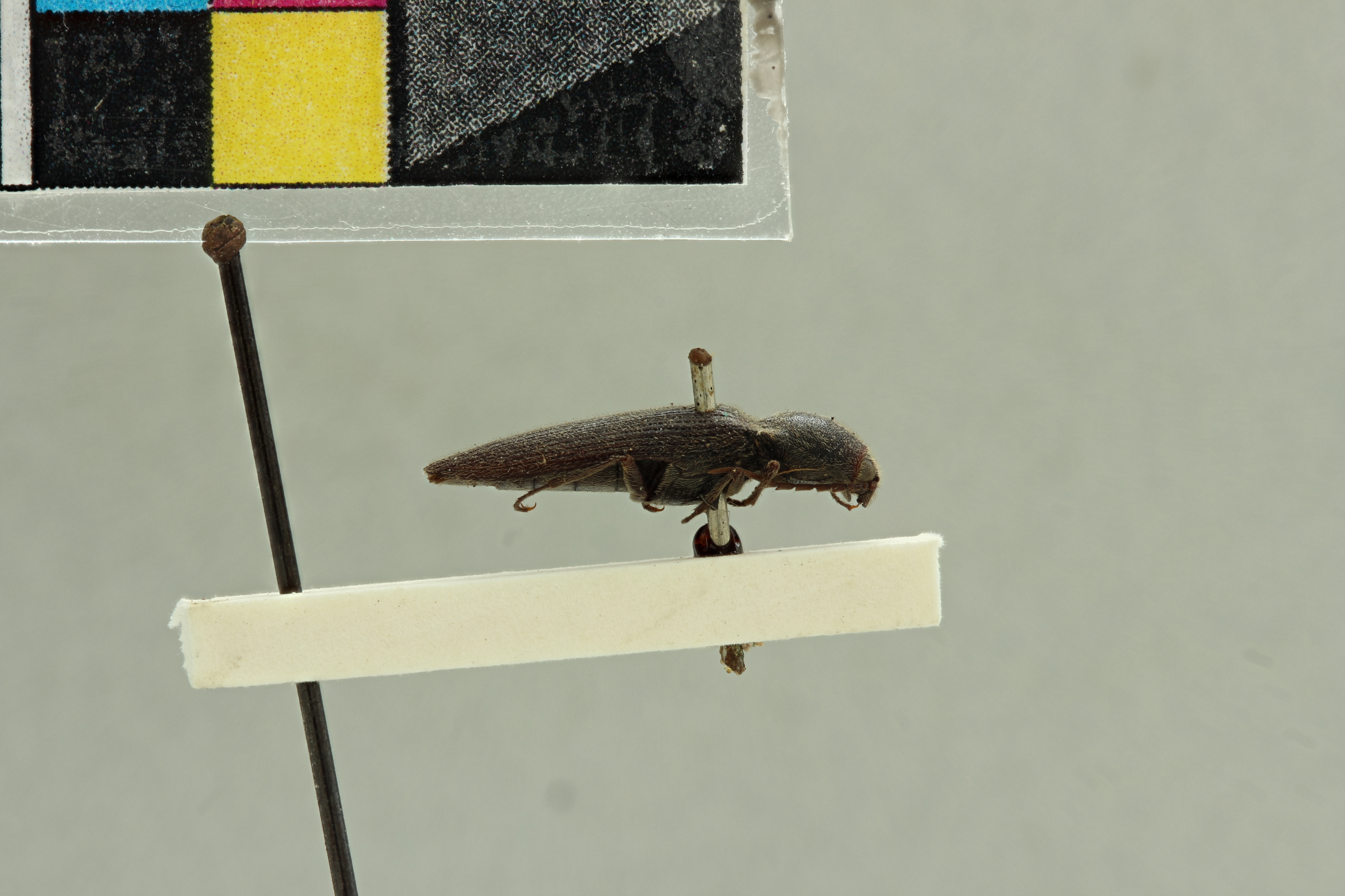 Cardiorhinus andicola T L.jpg