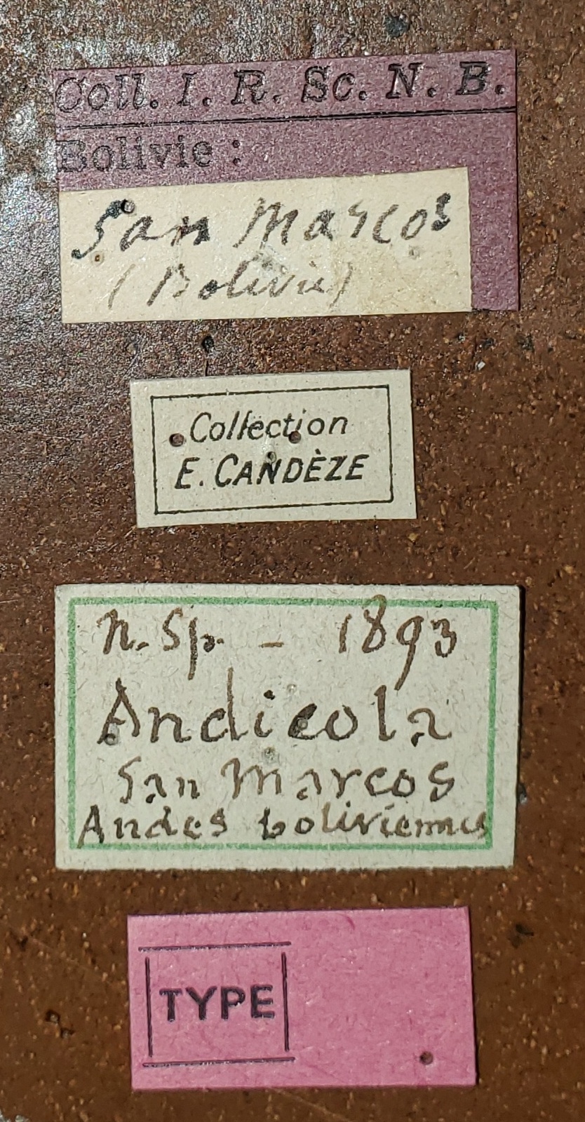 Cardiorhinus andicola T Labels.jpg