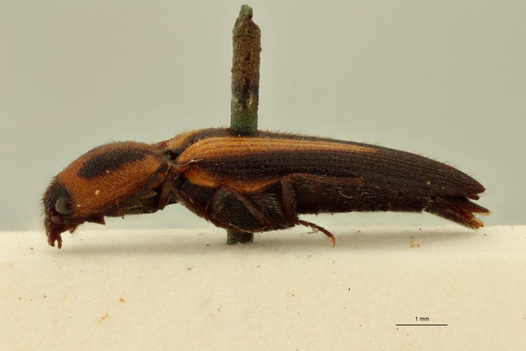 Cardiorhinus bellus T L.jpg