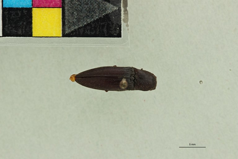 Cardiorhinus coralinus T D.jpg