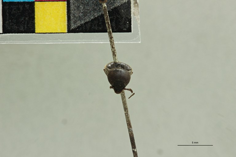 Cardiorhinus coralinus T F.jpg