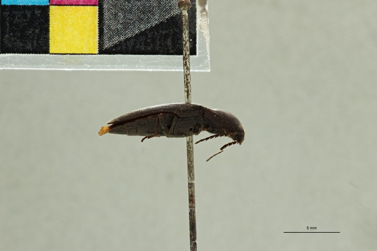 Cardiorhinus coralinus T L.jpg