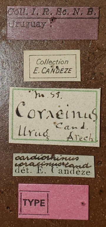 Cardiorhinus coralinus T Labels.jpg