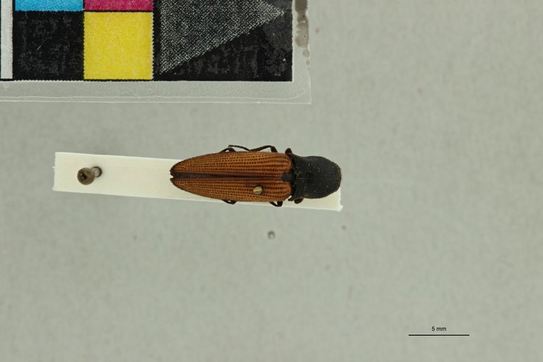 Cardiorhinus laetipennis T D.jpg