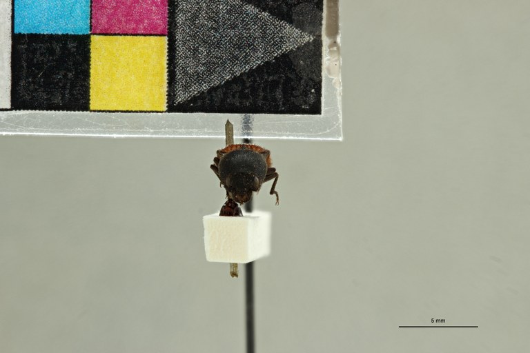 Cardiorhinus laetipennis T F.jpg