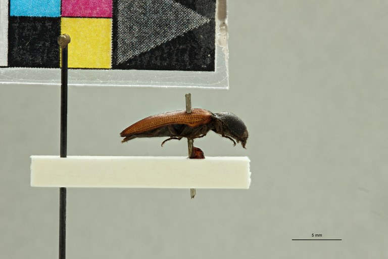 Cardiorhinus laetipennis T L.jpg
