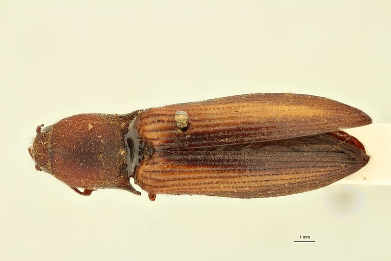 Cardiorhinus opacus T D.jpg