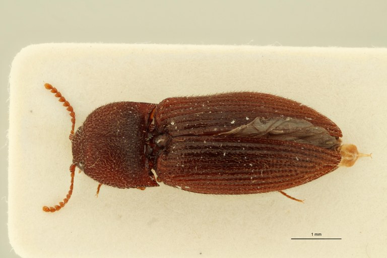 Cardiorhinus saulensis Pt D.jpg