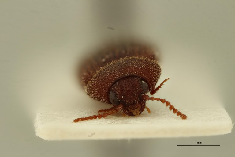 Cardiorhinus saulensis Pt F.jpg