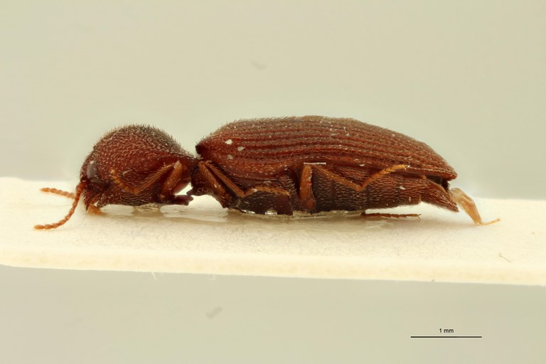 Cardiorhinus saulensis Pt L.jpg