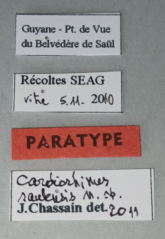 Cardiorhinus saulensis Pt Labels.jpg