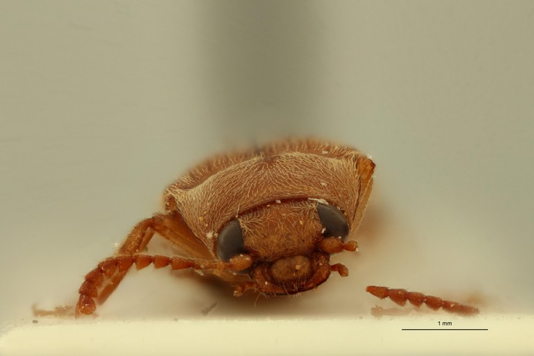 Compshelus flavus F Lt F.jpg Compshelus flavus F Lt F.jpg