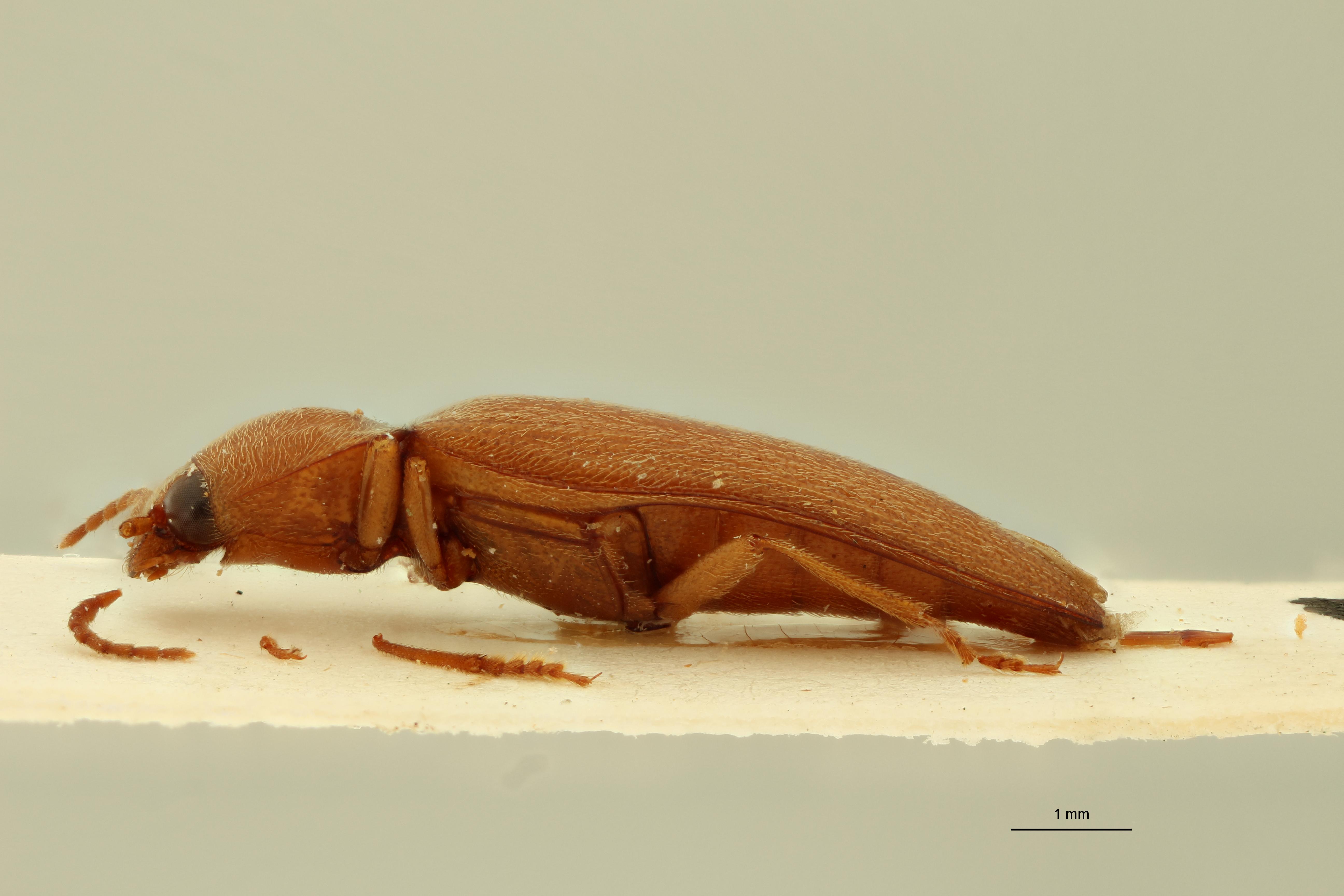Compshelus flavus F Lt L.jpg