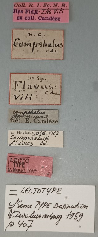 Compshelus flavus F Lt Labels.jpg Compshelus flavus F Lt Labels.jpg