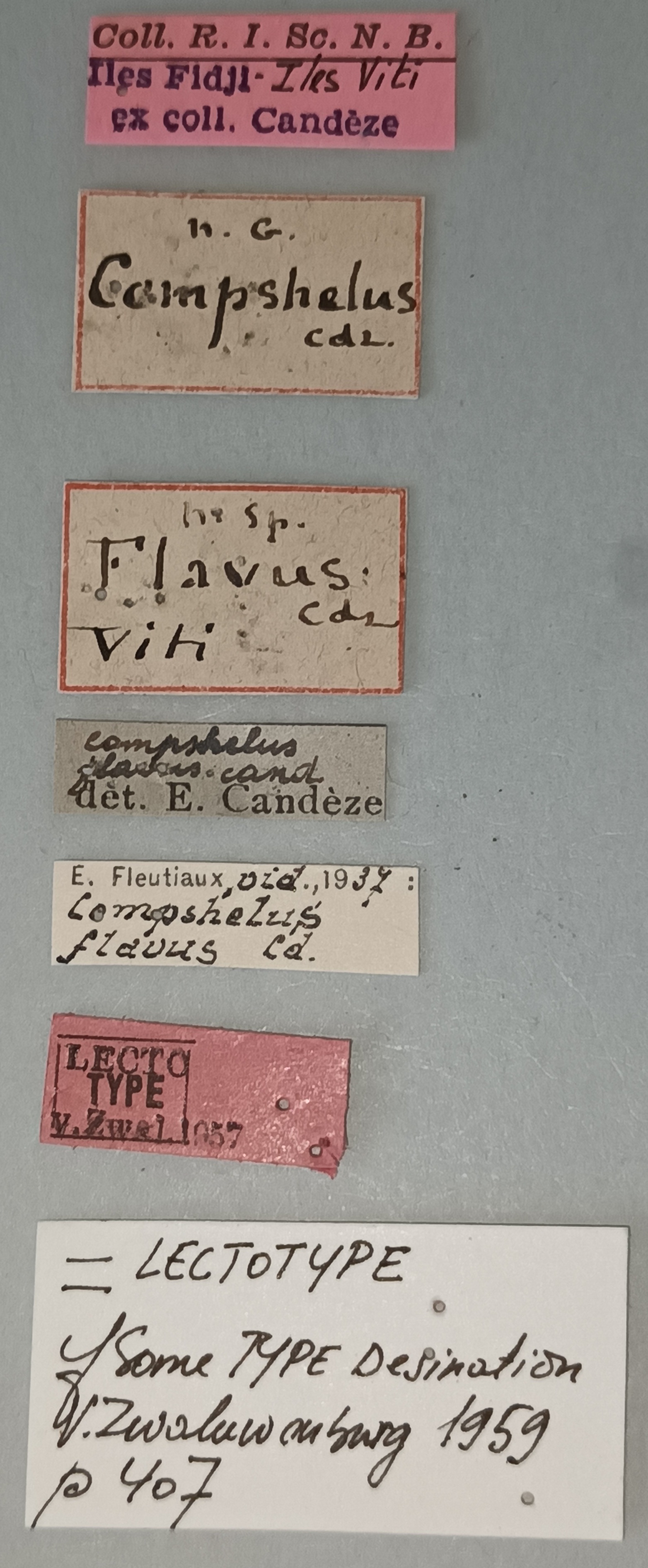 Compshelus flavus F Lt Labels.jpg