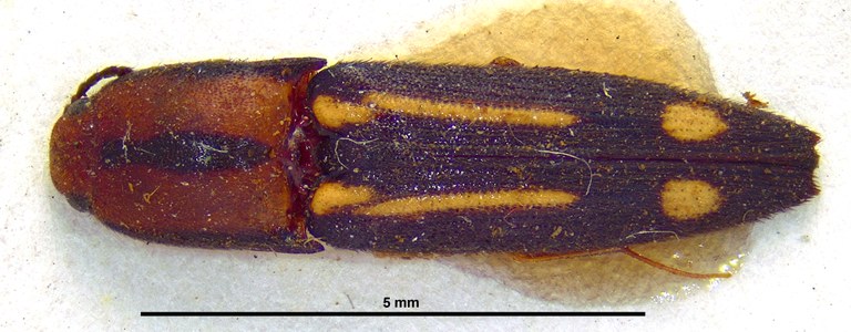 Ganoxanthus ruptus Ht D