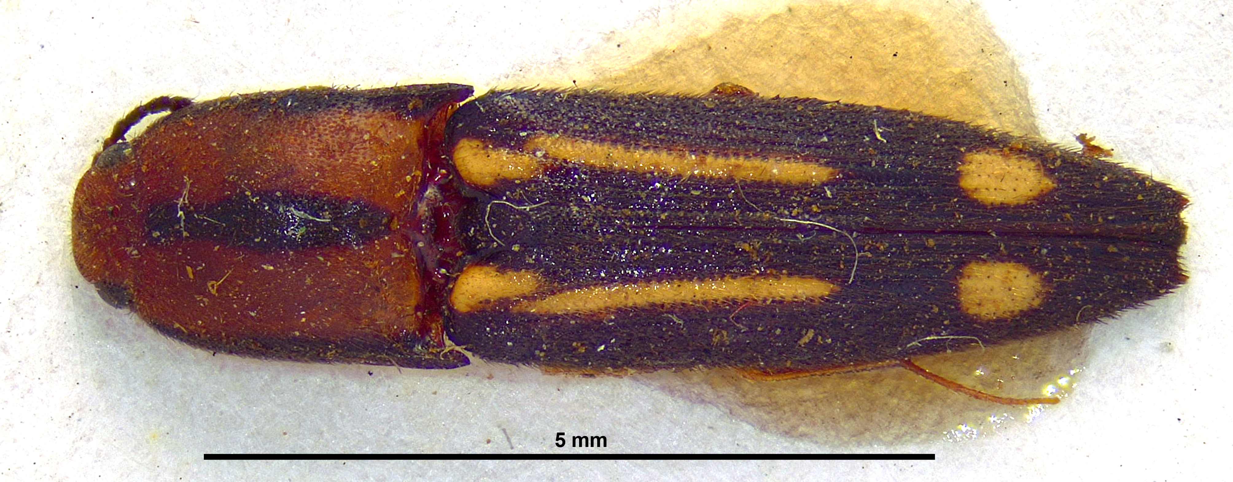 Ganoxanthus ruptus Ht D