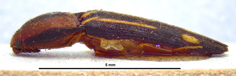 Ganoxanthus ruptus Ht L