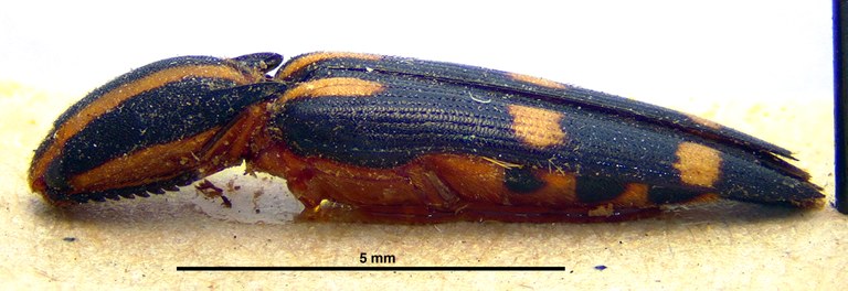 Ganoxanthus biligatus Ht L