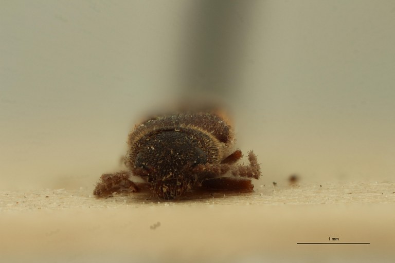 Cosmesus bellus T F.jpg Cosmesus bellus T F.jpg