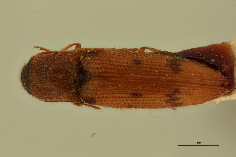 Cosmesus fragilis T D.jpg Cosmesus fragilis T D.jpg