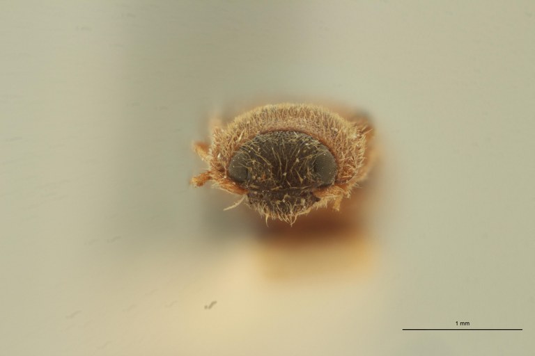 Cosmesus fragilis T F.jpg Cosmesus fragilis T F.jpg