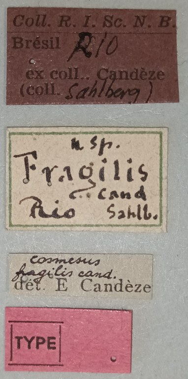 Cosmesus fragilis T Labels.jpg Cosmesus fragilis T Labels.jpg