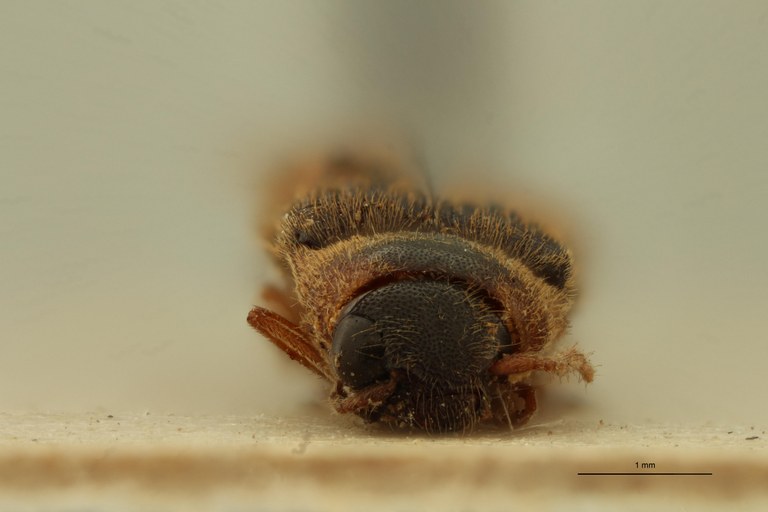 Cosmesus steinheili T F.jpg