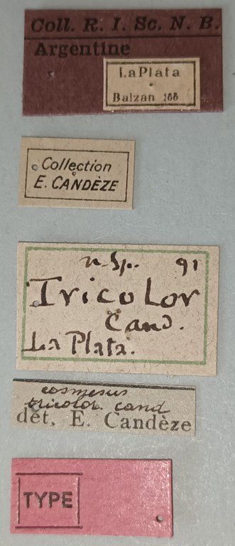 Cosmesus tricolor T Labels.jpg Cosmesus tricolor T Labels.jpg