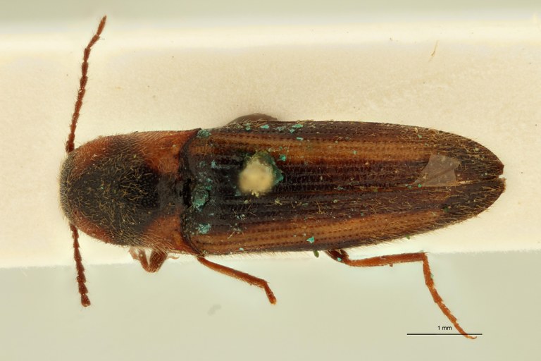 Cosmesus tricolor T D.jpg Cosmesus tricolor T D.jpg