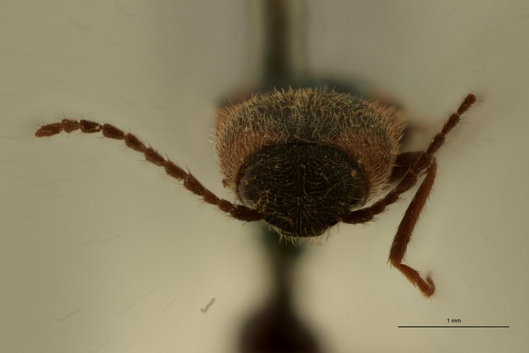 Cosmesus tricolor T F.jpg Cosmesus tricolor T F.jpg