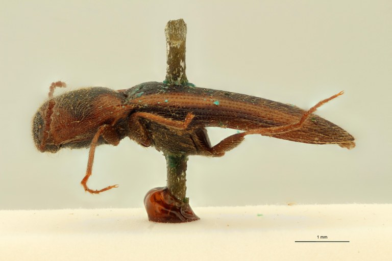 Cosmesus tricolor T L.jpg Cosmesus tricolor T L.jpg