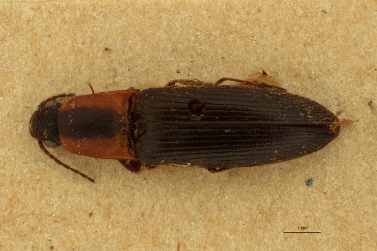 Cosmesus vulneratus T D.jpg Cosmesus vulneratus T D.jpg