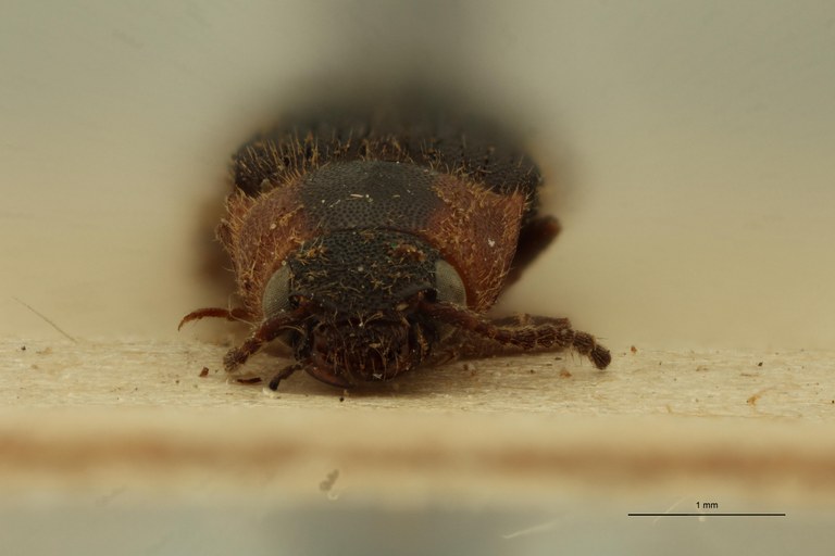 Cosmesus vulneratus T F.jpg Cosmesus vulneratus T F.jpg