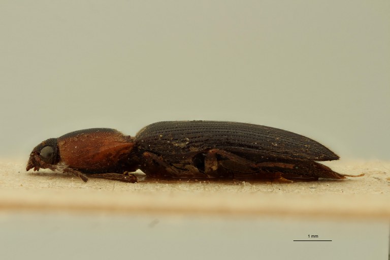 Cosmesus vulneratus T L.jpg Cosmesus vulneratus T L.jpg