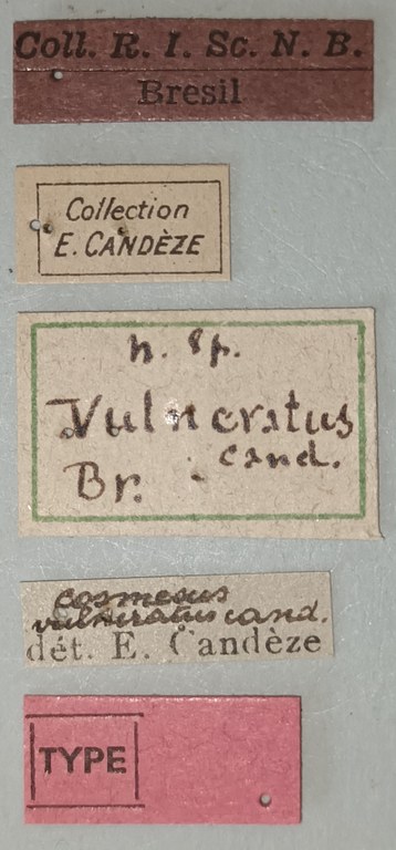 Cosmesus vulneratus T Labels.jpg Cosmesus vulneratus T Labels.jpg
