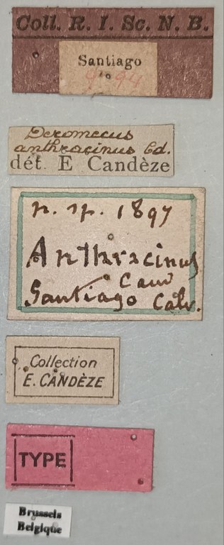 Deromecus anthracinus T Labels.jpg