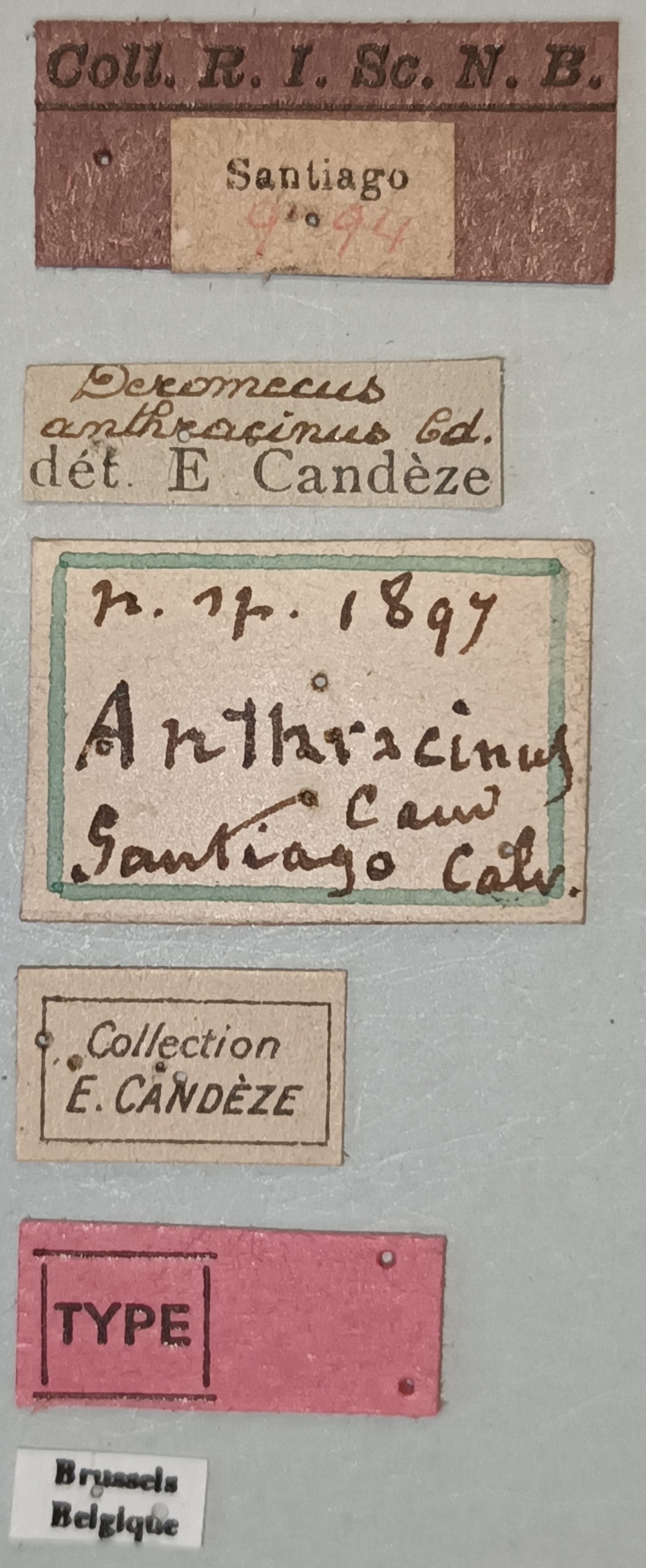 Deromecus anthracinus T Labels.jpg