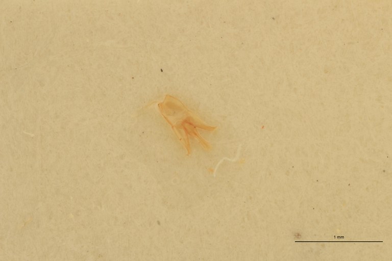 Deromecus vittipennis M T Aedeagus.jpg