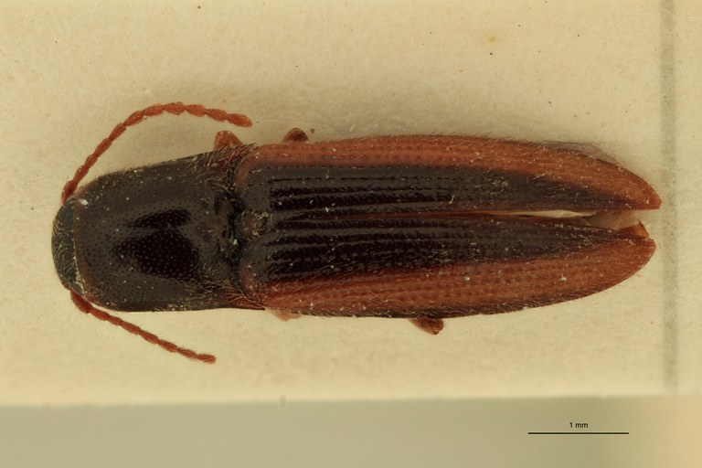 Deromecus vittipennis M T D.jpg