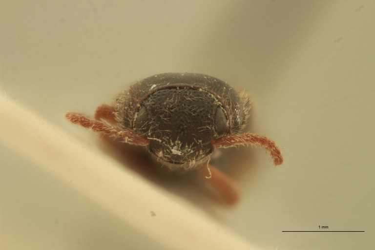 Deromecus vittipennis M T F.jpg