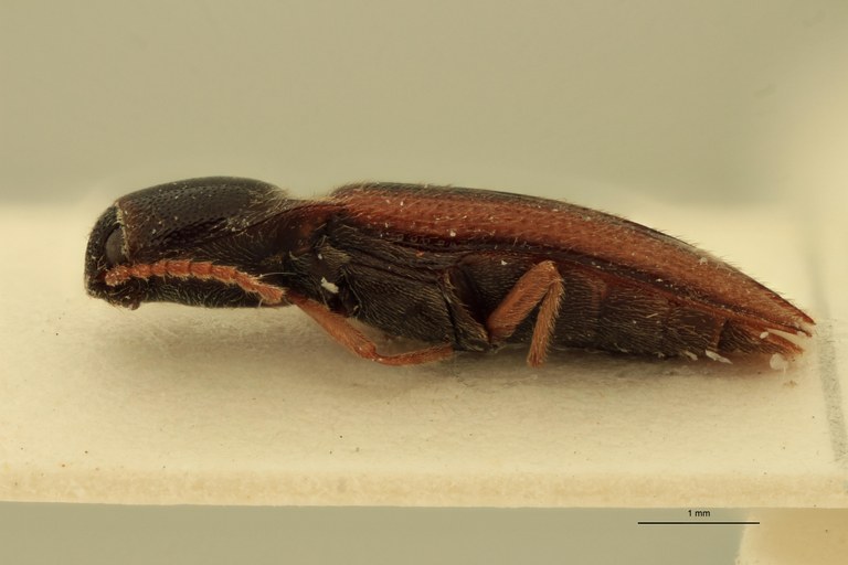 Deromecus vittipennis M T L.jpg