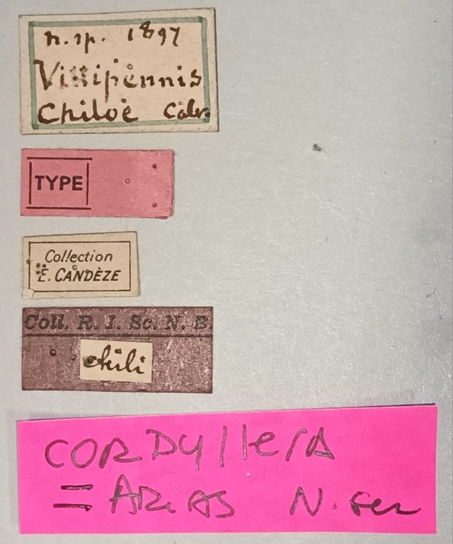 Deromecus vittipennis M T Labels.jpg