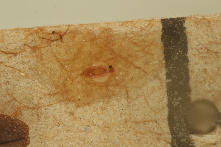 Dolinolus patricki M Pt Aedeagus.jpg Dolinolus patricki M Pt Aedeagus.jpg