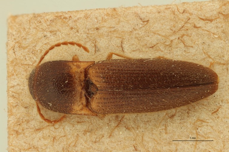 Dolinolus patricki M Pt D.jpg Dolinolus patricki M Pt D.jpg